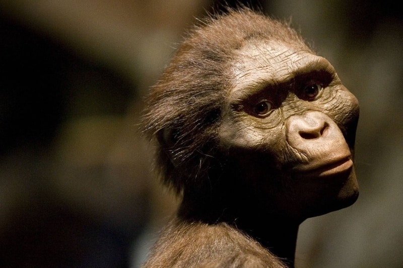 لوسی صاحب پای ۳٫۴ میلیون ساله در اتیوپی نیست؛ آیا انسان‌ها خویشاوند اولیه‌ای دیگر داشتند؟