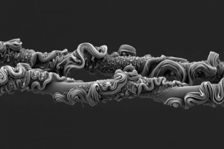 نمای باورنکردنی از تار عنکبوت برنده مسابقه عکاسی انجمن سلطنتی ۲۰۲۵ شد