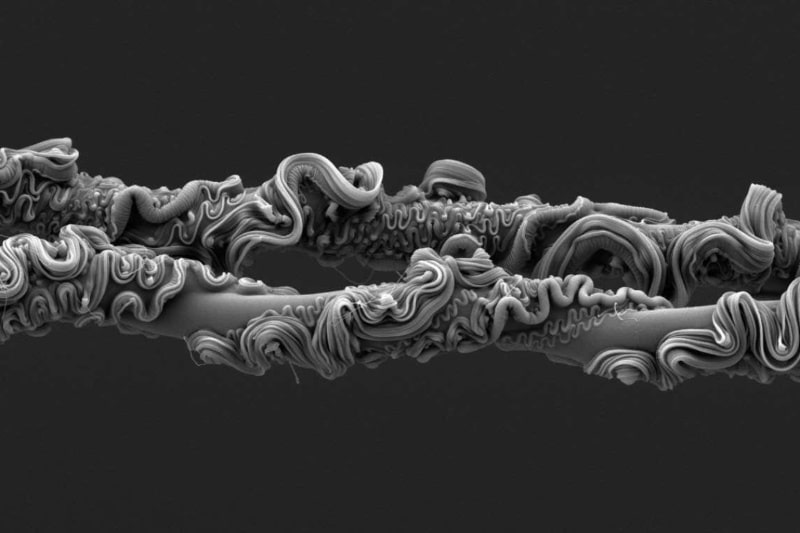 نمای باورنکردنی از تار عنکبوت برنده مسابقه عکاسی انجمن سلطنتی ۲۰۲۵ شد