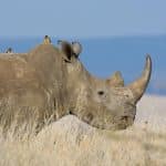 وقتی دشمن فرشته نجات میشود؛ چرا کرگدنها به پرندگان خونخوار سواری میدهند؟