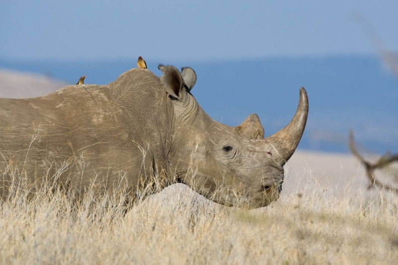 وقتی دشمن فرشته نجات میشود؛ چرا کرگدنها به پرندگان خونخوار سواری میدهند؟