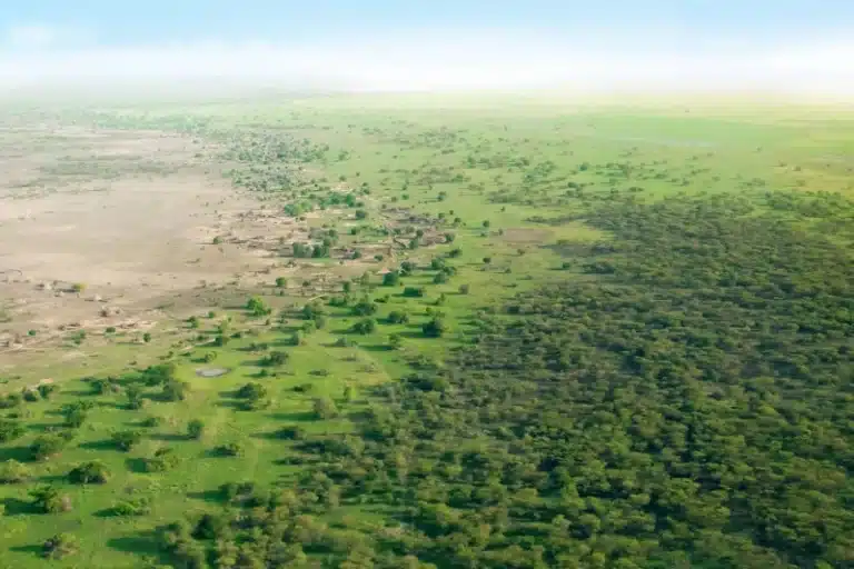 چین آن‌قدر درخت کاشته که نقشه توزیع آب کشور دگرگون شده است