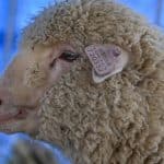کریسپر در خدمت تولید گوشت؛ اولین گوسفند ویرایش ژنتیکیشده هند یکساله شد
