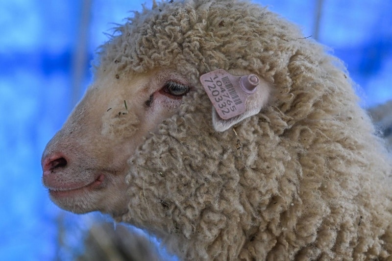 کریسپر در خدمت تولید گوشت؛ اولین گوسفند ویرایش ژنتیکیشده هند یکساله شد