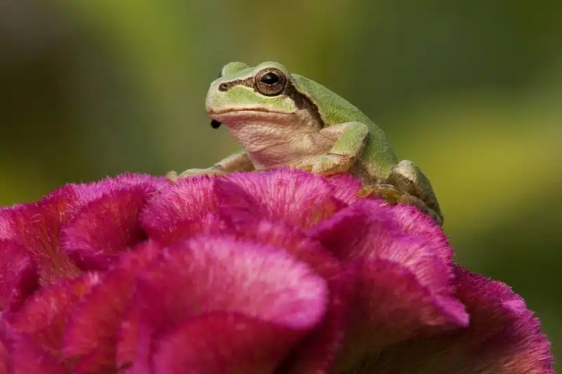 کشف دانشمندان ژاپنی: باکتری روده قورباغه سلولهای سرطانی را نابود میکند