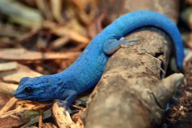 کمیاب‌ترین رنگ در طبیعت کدام است؟ پاسخ آبی نیست