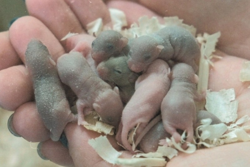 موش فضانورد چین به سلامت به خانه بازگشت و تشکیل خانواده داد