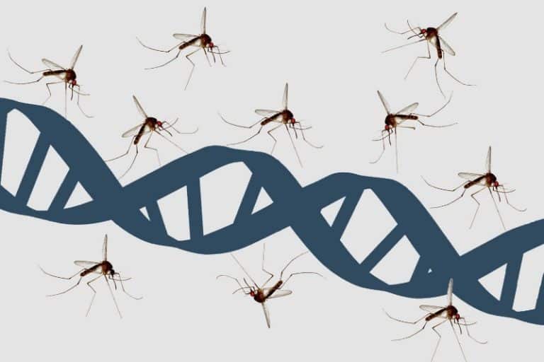 پارک ژوراسیک درست میگفت: پشهها واقعاً کتابخانهای از دیانای جانوران را حمل میکنند