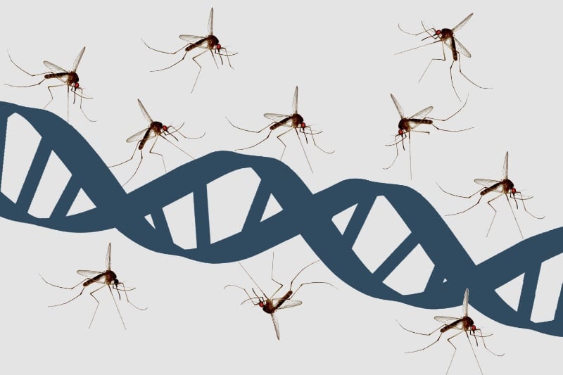 پارک ژوراسیک درست میگفت: پشهها واقعاً کتابخانهای از دیانای جانوران را حمل میکنند