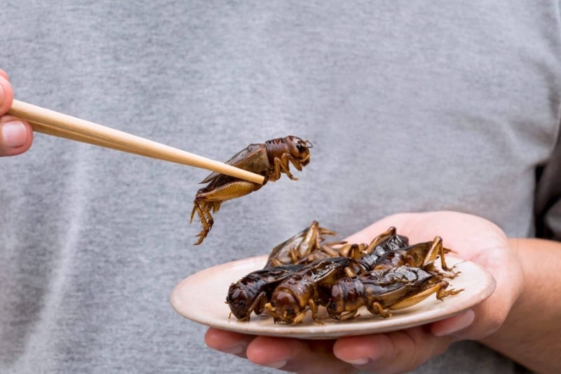 چرا اغلب مردم خوردن حشرات را نفرتانگیز میدانند؟