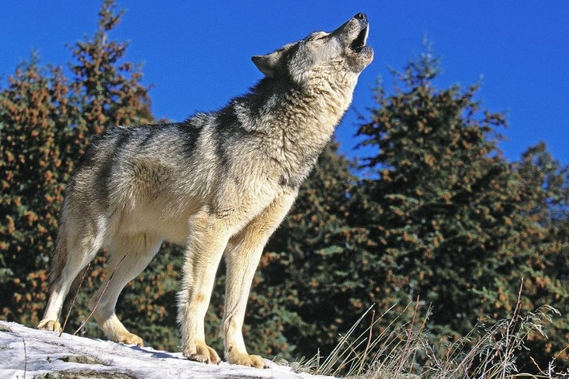 چگونه گرگهای باستانی ۵هزار سال پیش به جزیرهای دورافتاده در سوئد رسیدند؟