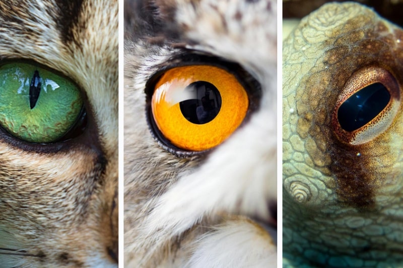 اجداد سایکلاپس؛ داستان تکامل چشمهای ما با یک چشم شروع شد