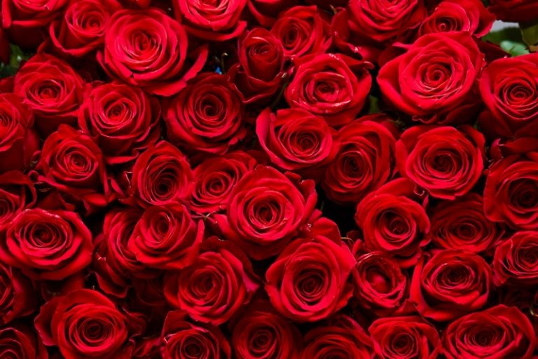 راز بقای ملکه گل‌ها؛ رز چگونه به نماد جهانی عشق تبدیل شد؟