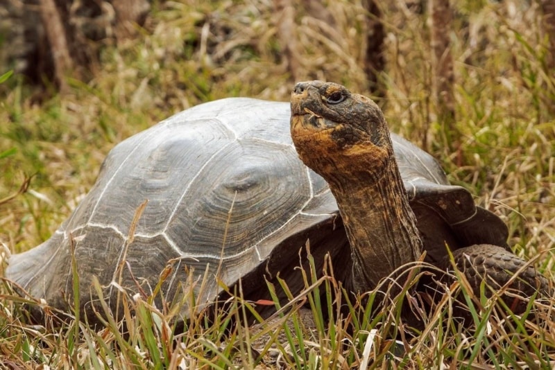 لاکپشت غولپیکر فلوریانا پس از ۲۰۰ سال به زیستگاه اصلی خود بازگشت