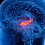 افسردگی با کوچک‌ترشدن بخشی از مرکز حافظه در مغز مرتبط
است