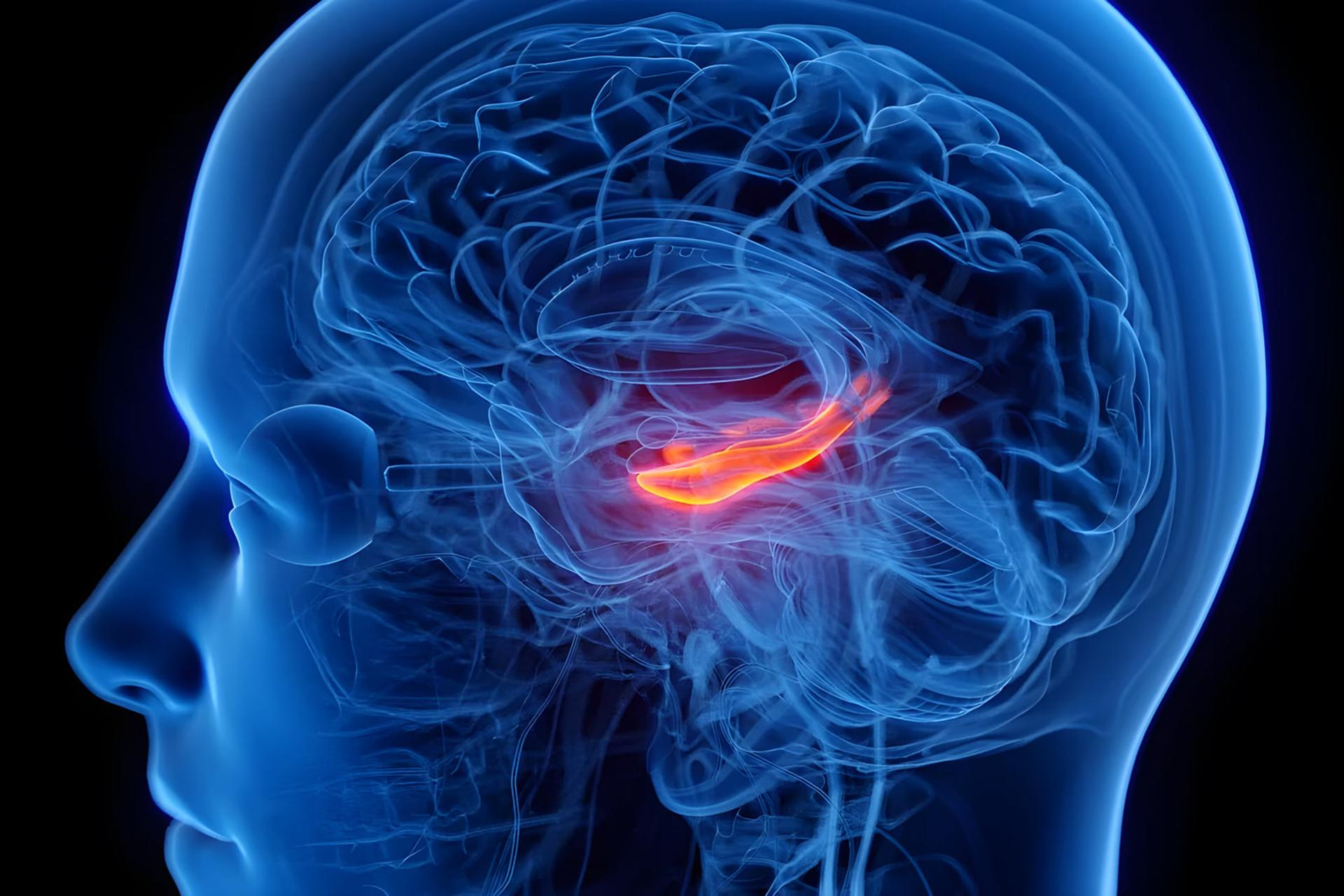 افسردگی با کوچک‌ترشدن بخشی از مرکز حافظه در مغز مرتبط
است