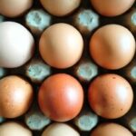 پختن تخم‌مرغ در مایکروویو خطرناک است؟