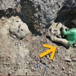 ردپای یک تی‌رکس بالغ برای نخستین‌بار کشف شد