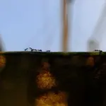 جنگ کلنی مورچه‌ها در کالیفرنیا؛ نبردی بی‌پایان که هر ماه
میلیون‌ها کشته می‌دهد