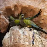 پرسروصدا، رنگارنگ و در معرض خطر؛ نگاهی به زندگی طوطی‌های
دالان‌ساز آرژانتین